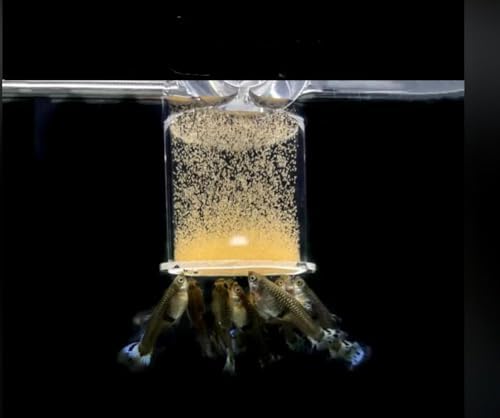 Brine Shrimp Eggs 0.5 oz S1336