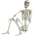 Life Size Skeleton with Posable Joints S6281