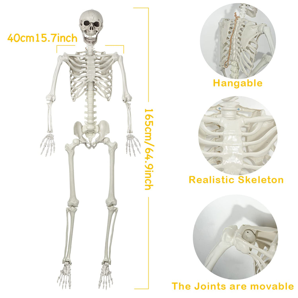 Life Size Skeleton with Posable Joints S6281