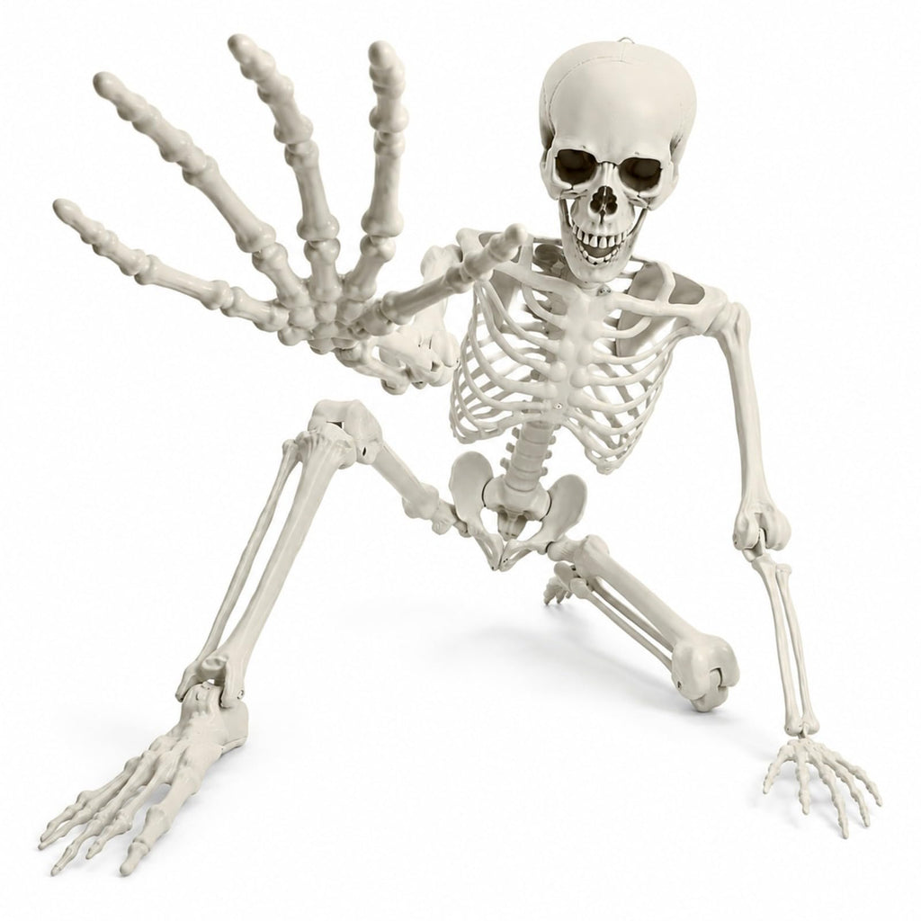 Life Size Posable Skeleton Z206540