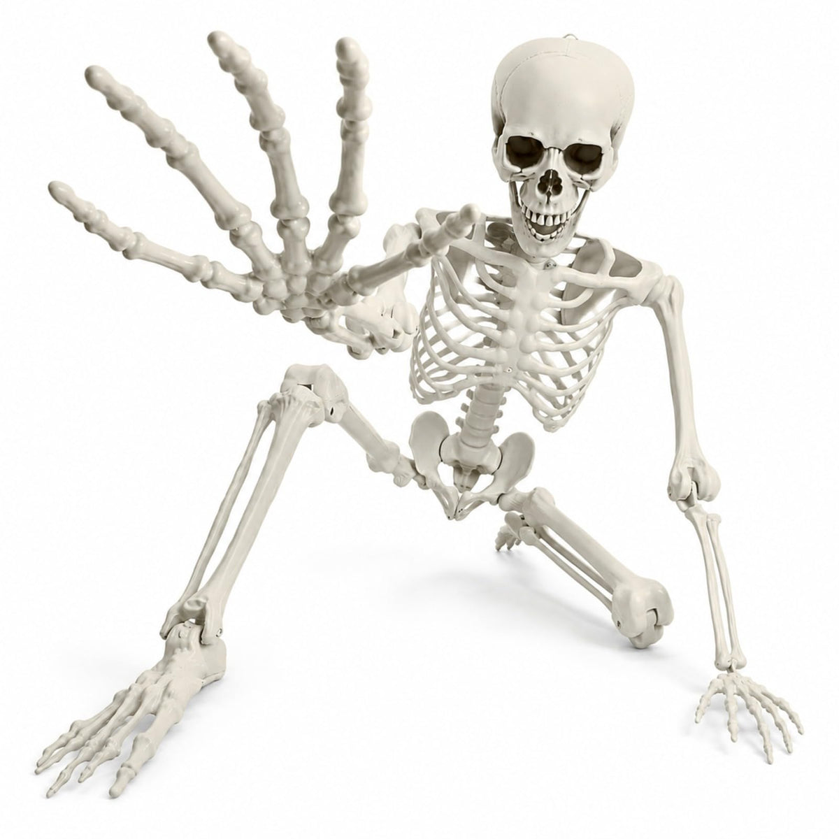 Life Size Posable Skeleton Z206540