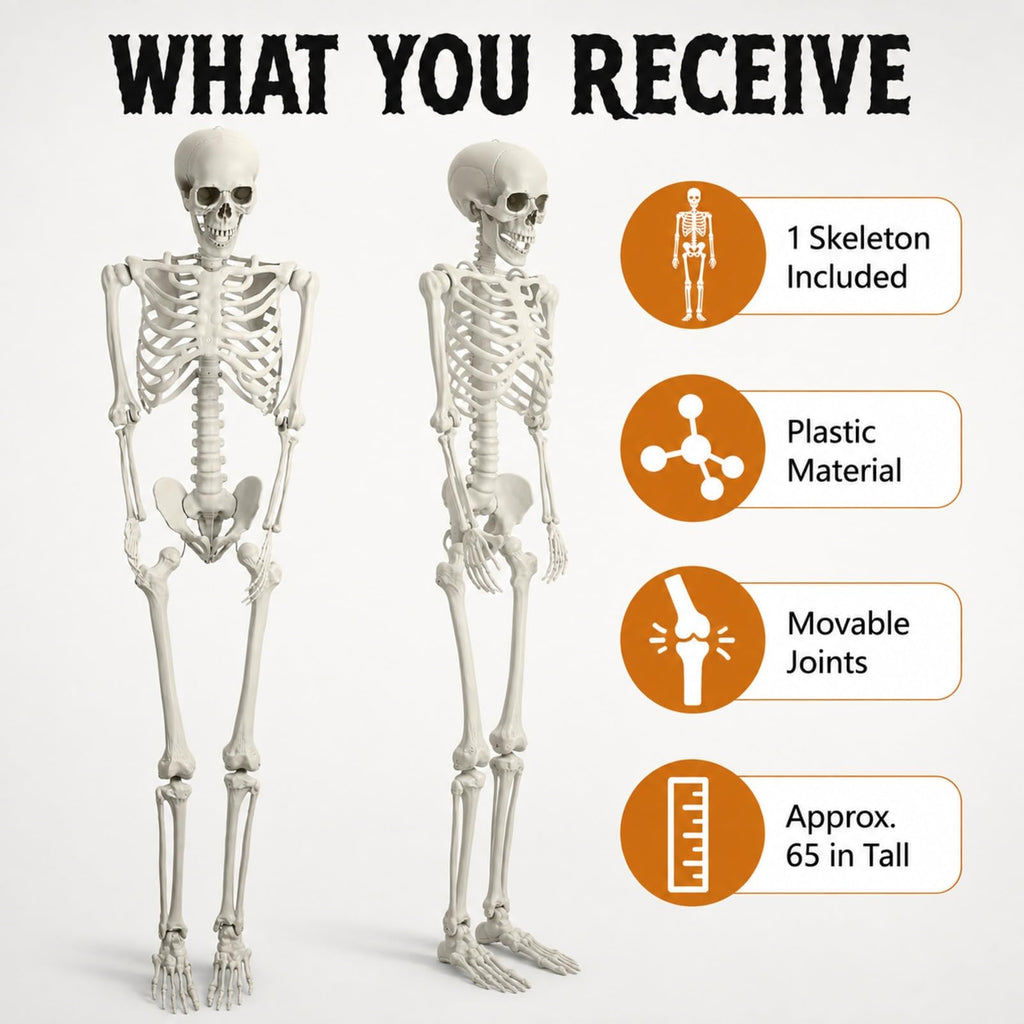 Life Size Posable Skeleton Z206540
