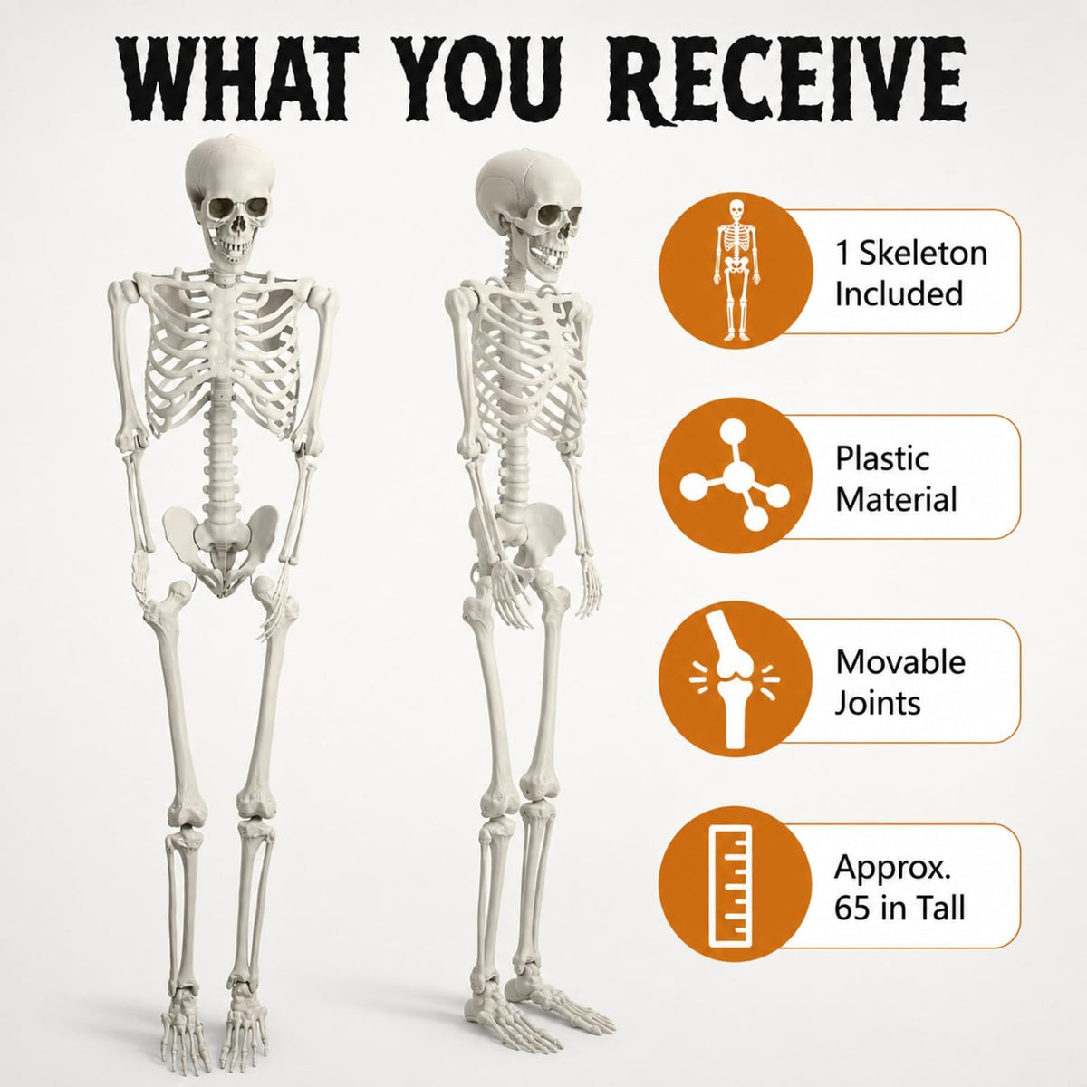 Life Size Posable Skeleton Z206540