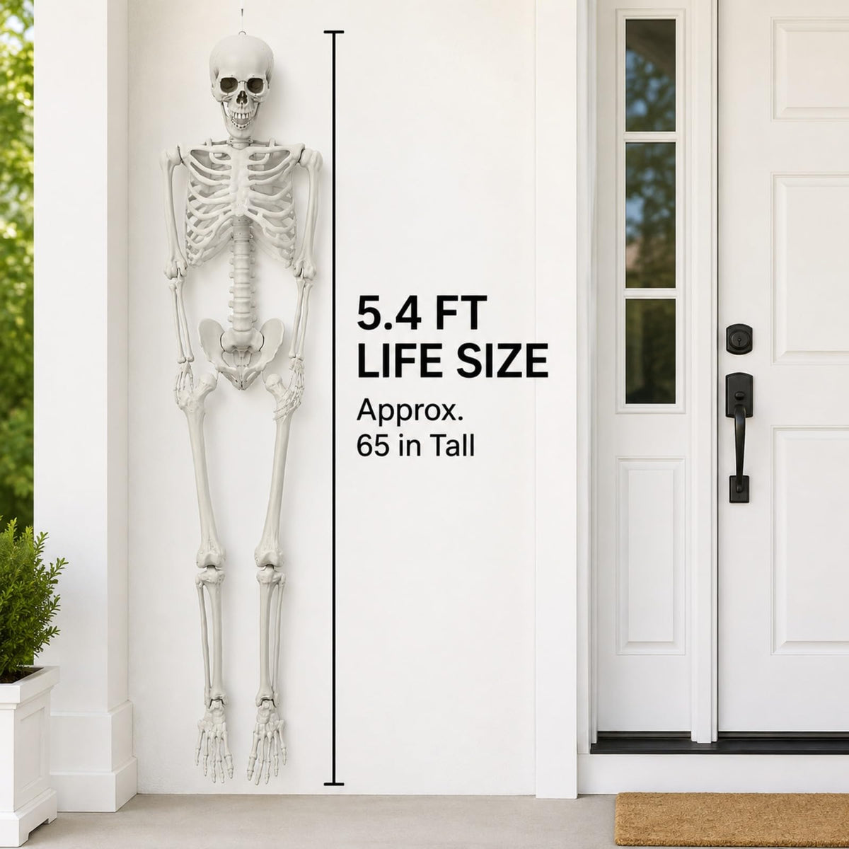 Life Size Posable Skeleton Z206540
