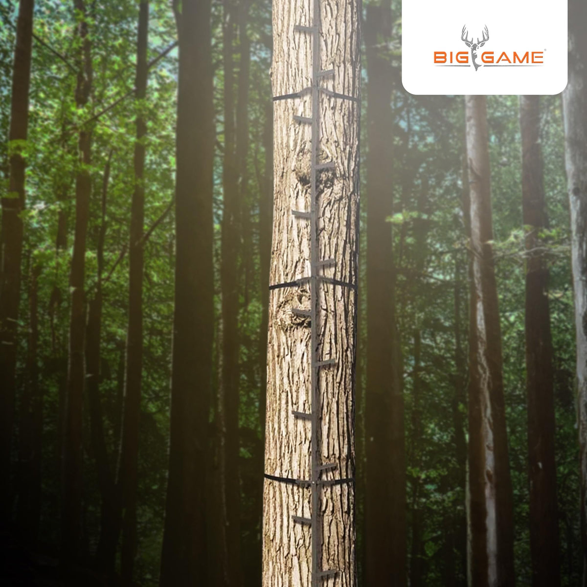 Climbing Ladder Sticks R528719