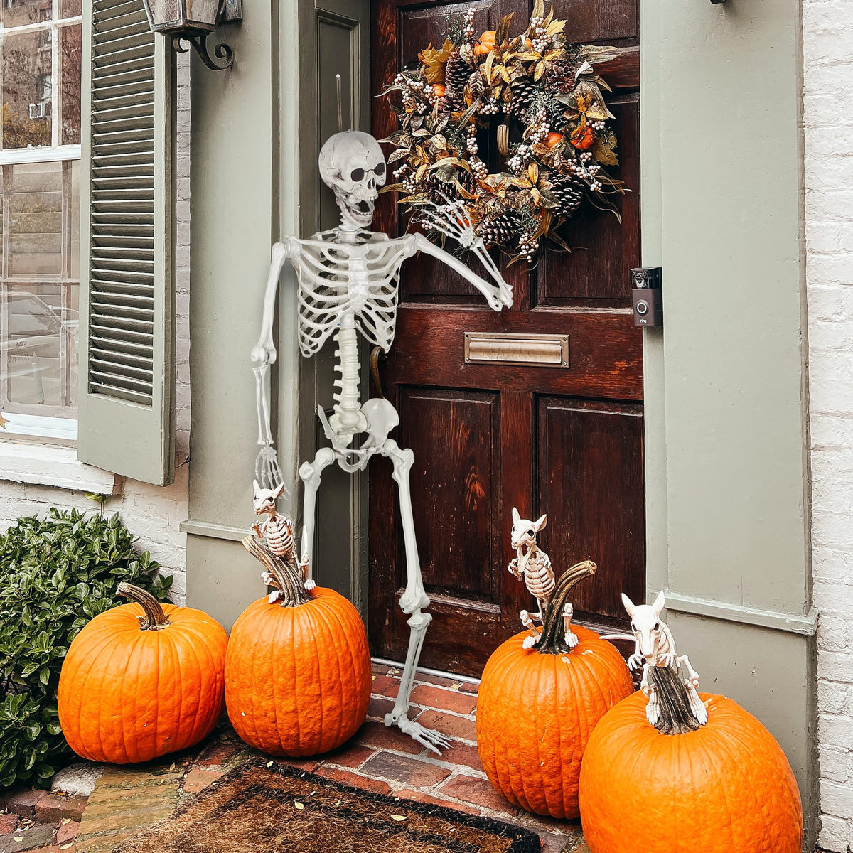 Life Size Skeleton with Posable Joints S6281